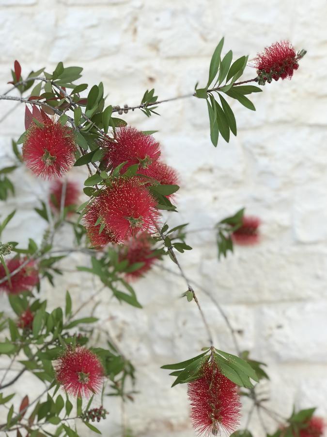 Masseria Cesarina B&B กัสเตลลานา กรอตเต ภายนอก รูปภาพ